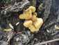 Sárga gévagomba (Laetiporus sulphureus), Duna-part